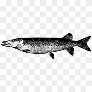 Trout Fish Clipart - Northern Pike Clipart - Png Download