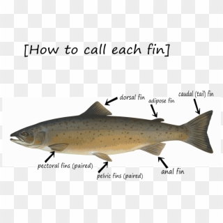 This Free Icons Png Design Of Fin-how To Call - Salmon Trout And Cod Clipart