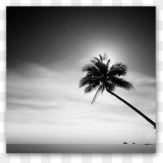 Coconut Tree - Monochrome Clipart