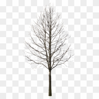 Tree Drawing At Getdrawings - Tree Cut Out Winter Clipart
