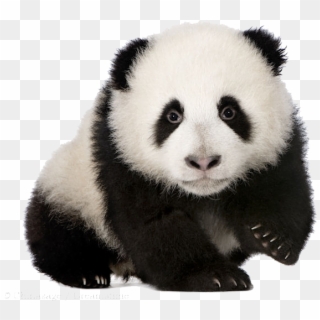 Baby Panda Png Download Image - Panda Cub No Background Clipart