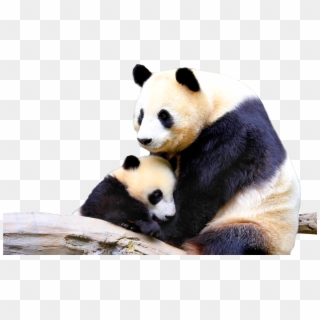 Panda Png - Baby And Mother Panda Clipart