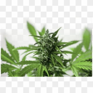Cannabis Plant - Cannabis Clipart