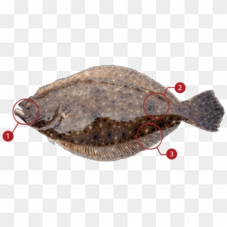 How To Identify A Flounder - Hirame Png Clipart