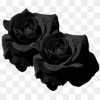 #mq #black #roses #rose #flower #flowers - Black Rose Flowers Png Clipart