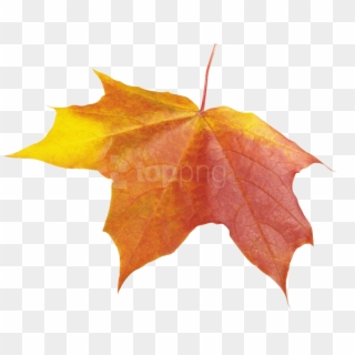 Free Png Autumn Leave Png Images Transparent - Winter Leaf Png Clipart