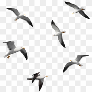 Seagulls Sticker - Seagulls Flying Isolated Clipart