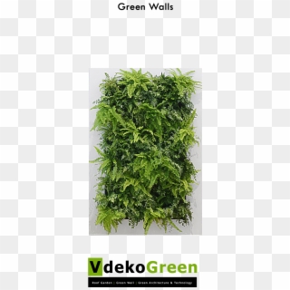 Green Wall - Live Picture Xl Clipart
