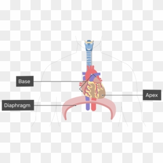 Anterior View Of The Base Of The Heart - Base Of Heart Diagram Clipart