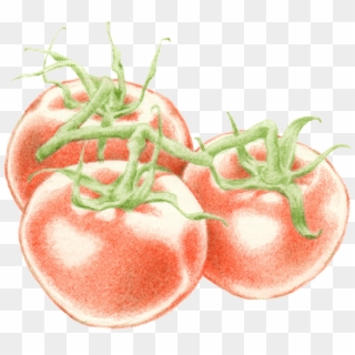 Food Emoji Png - Bush Tomato Clipart