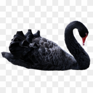 Black Swans , Low-minute Centers, And Timofey Mozgov - Black Swan In Png Clipart
