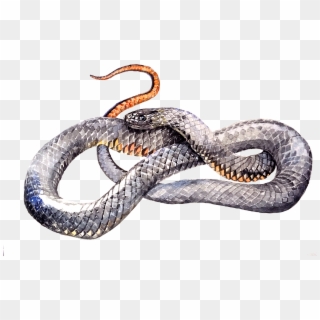 free serpent png png transparent images pikpng free serpent png png transparent images