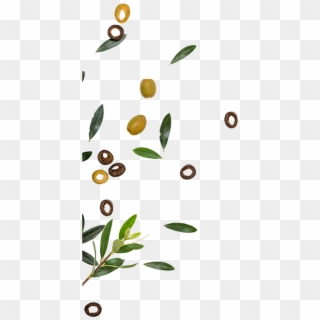 Golden Olive Is One Of The Leading Companies In The - Olive Clipart