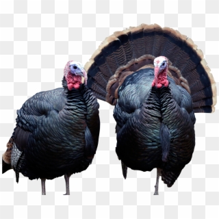Ap Images - Family Of Turkey Animal Clipart