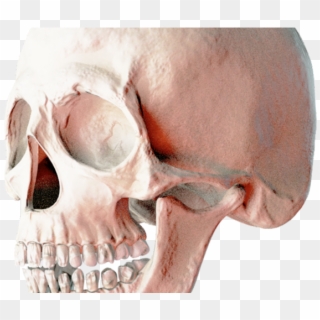 Skeleton Head Png Transparent Images - Portable Network Graphics Clipart
