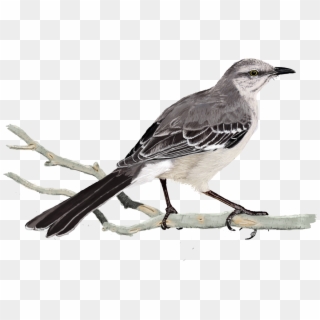 Digital Birds On - Northern Mockingbird Clipart
