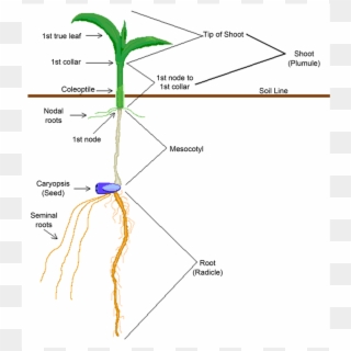 Emergence And Seedling Characteristics Of Maize Native - Parts Of A Seedling Clipart