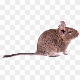 Mouse - Osmák Png Clipart