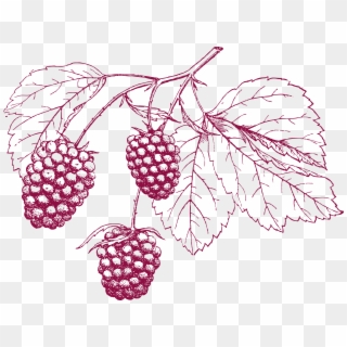 Grape Cranberry Transprent - Cranberry Drawing Png Clipart