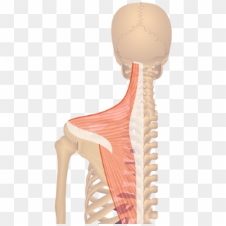 Featured Image Posterior View Trapezius - Rhomboid Minor Clipart