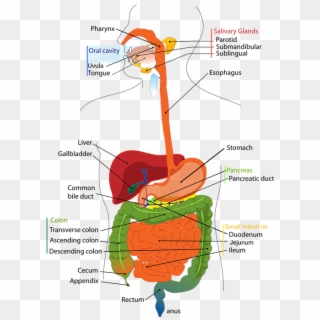 Digestive System Diagram Clipart