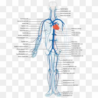 Human Body Circulatory System Png Image - Arterial And Venous System Diagram Clipart