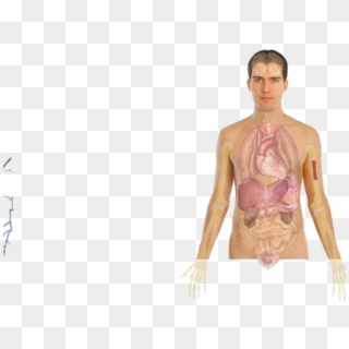 Anatomia Człowieka Organy Wewnętrzne Clipart