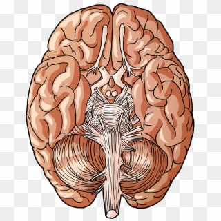 Brain 3 - Parts Of Human Body Png Clipart