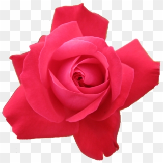 Red Rose Transparent Isolated - Hot Pink Rose Png Clipart