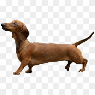 #animals #pet #dog #dachshund #brown - Dog Photoshop Clipart