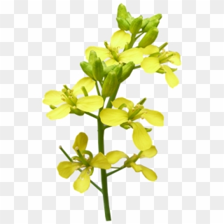 Flower, Mustard, Plant, Bloom - Sicklepod Clipart