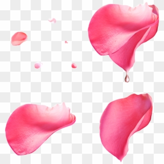 Pink Petals With Transparent - Pink Rose Petals Transparent Background Clipart