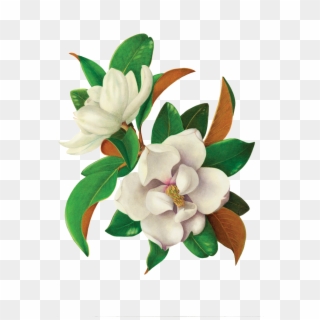 Vintage Floral Png - Magnolia Flower Drawing Color Clipart