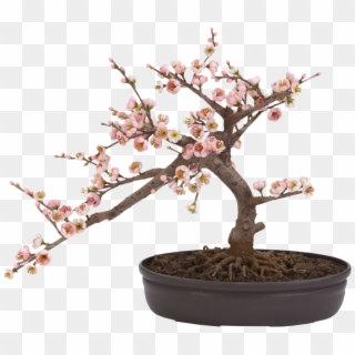 Фото, Автор Cadi - Artificial Cherry Blossom Bonsai Clipart
