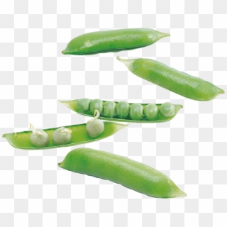 Free Png Pea Png Images Transparent - Snap Pea Clipart