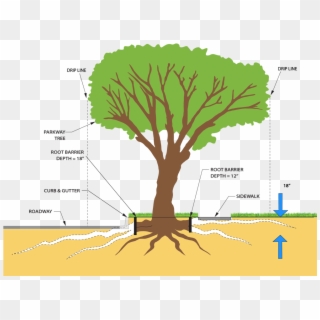 Clipart Freeuse And Roots Png For Free Download - Tree Root Pruning Transparent Png