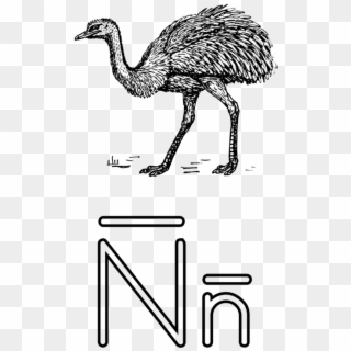 Common Ostrich Flightless Bird Emu Drawing - Outline Of A Notebook Clipart