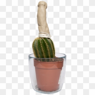 Selenicereus Hamatus Clipart