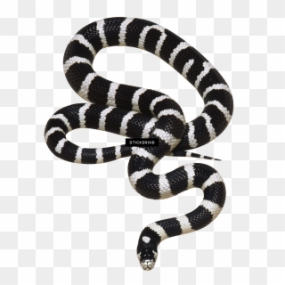 Transparent Background Png Snake , Png Download - Gucci Snake Black And White Clipart