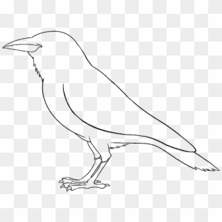 How To Draw A Raven - Drawing Clipart