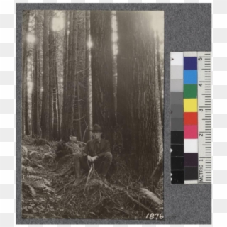 Secondgrowth Redwood Yield Study - Birch Clipart