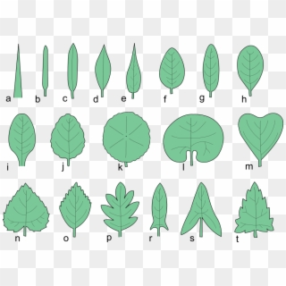 Pictures Of Leaves - Shapes Of Simple Leaves Clipart
