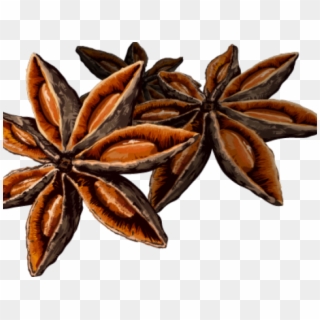 Spice Star Anise Png Clipart