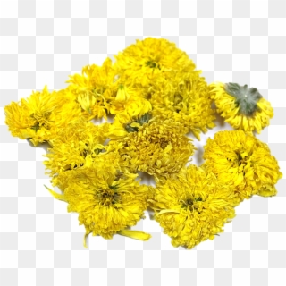 Popular - Coltsfoot Clipart