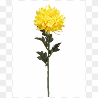 24" Chrysanthemum Spray Yellow Gold - Spray Chrysanthemum Png Clipart