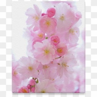 Beautiful Pink Japanese Cherry Tree Blossom Canvas - Cherry Blossom Clipart