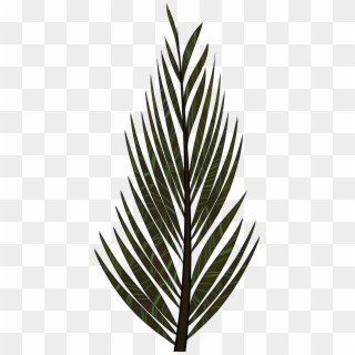 Pine Tree Clipart Fern Tree - Portable Network Graphics - Png Download
