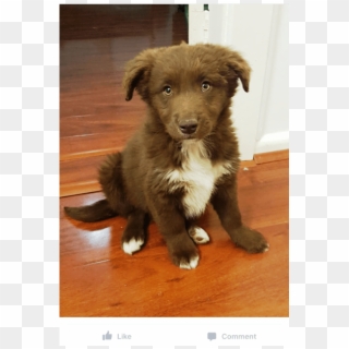 Donate To Petrescue - Companion Dog Clipart