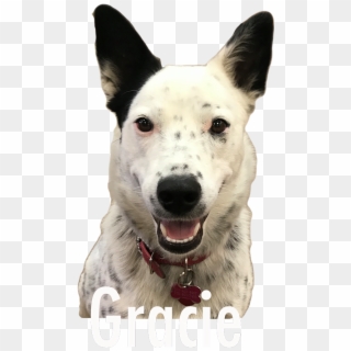 Greetings From Gracie - Companion Dog Clipart