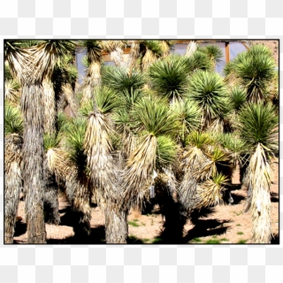 Joshua Tree - Trees In Las Vegas Desert Clipart